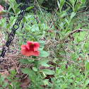 Mini bells petunia