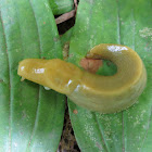 Banana Slug