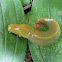 Banana Slug