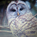 Barred Owl