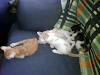 Gatos De 1 Mes 10 Dias De Nacidos En Adopcion