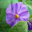 Blue Potato Bush