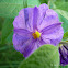 Blue Potato Bush