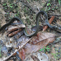 Common Whipsnake