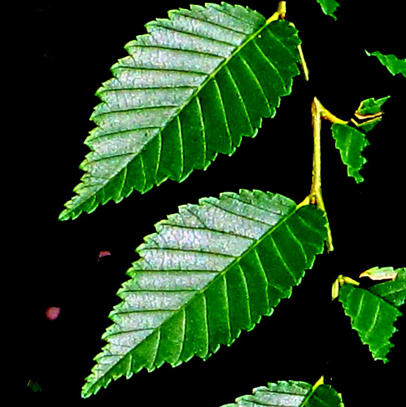 Spotting Image 1