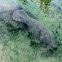 West Indian Manatee