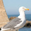 Yellow-legged Gull  