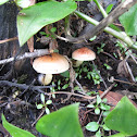 Hifoloma de láminas verdes