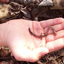 worm