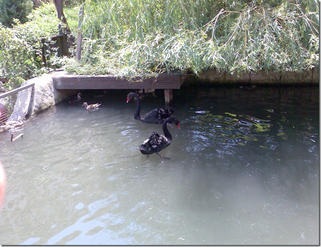 Image110
