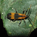 Net wing beetle