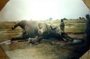 [2866329842-rdc-14-elephants-tues-en-quinze-jours-dans-le-parc[5].jpg]