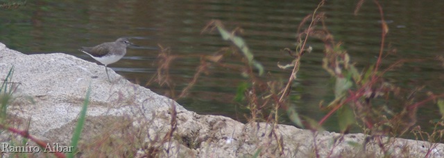 [tringa ochropus[8].jpg]