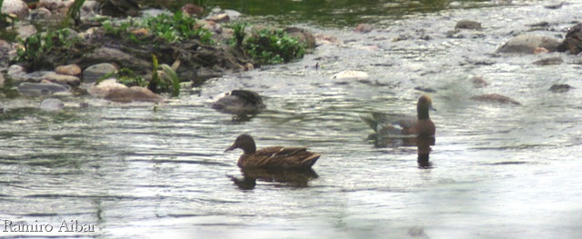 [anas penelope 2[11].jpg]