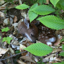 White tail fawn