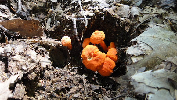 Spotting Image 1