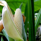 unidentified climber