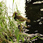Juvenile Red-wattled Lapwing