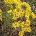 Golden Rod