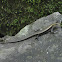 Bubuli or Sand Lizard
