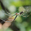 Orchard Orbweaver