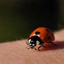 Ladybug