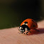 Ladybug