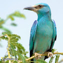 European Roller Bird