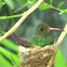 hummingbird