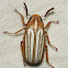 June Beetle