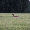 White-tailed deer