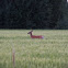 White-tailed deer