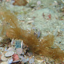 Melimbe engeli nudibranch