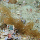 Melimbe engeli nudibranch