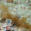 Melimbe engeli nudibranch