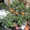 Tomate enano, Tomatillo de Jerusalén, Capsicastro (solanum pseudocapsicum)