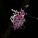 Spiny Backed Orb Weaver