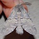 Lintner's Gluphisia