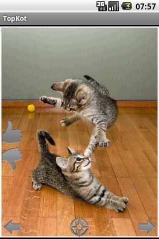TopKot funny pictures of cats