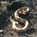 Copperhead