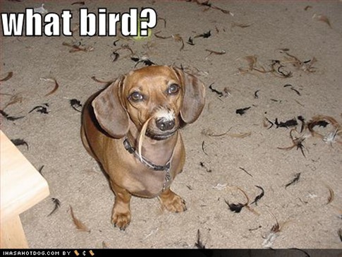 funny-dog-pictures-what-bird. What Bird? [via: ihasahotdog]