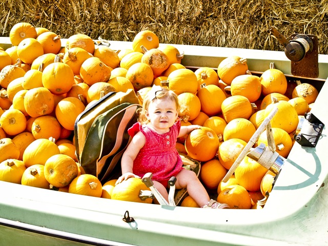 [pumpkinpatch[3].jpg]
