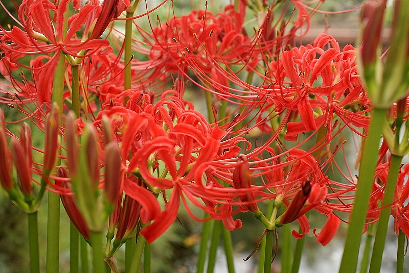 初秋の花？と言われても、 | 気ままに - 楽天ブログ