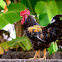 Rooster