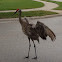 Sandhill Crane