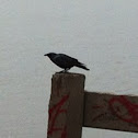 American Crow