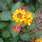 lantana