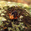 araña corazuda
