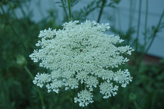 [Queenanns Lace[5].jpg]