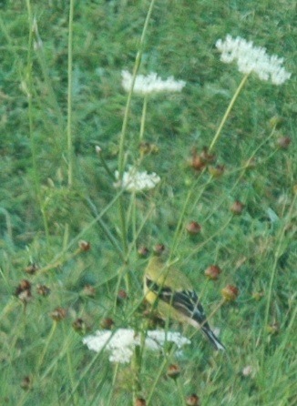 [American Goldfinch[2].jpg]